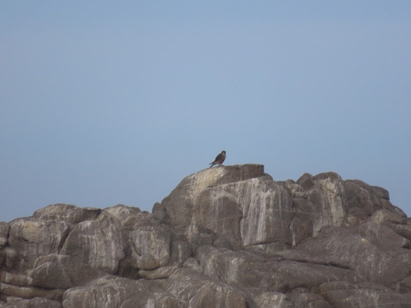 Peregrine Falcon - The Kingbirder