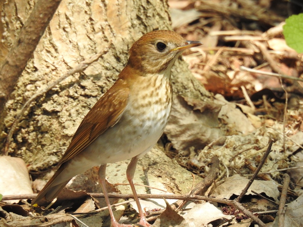 Veery - ML341279141
