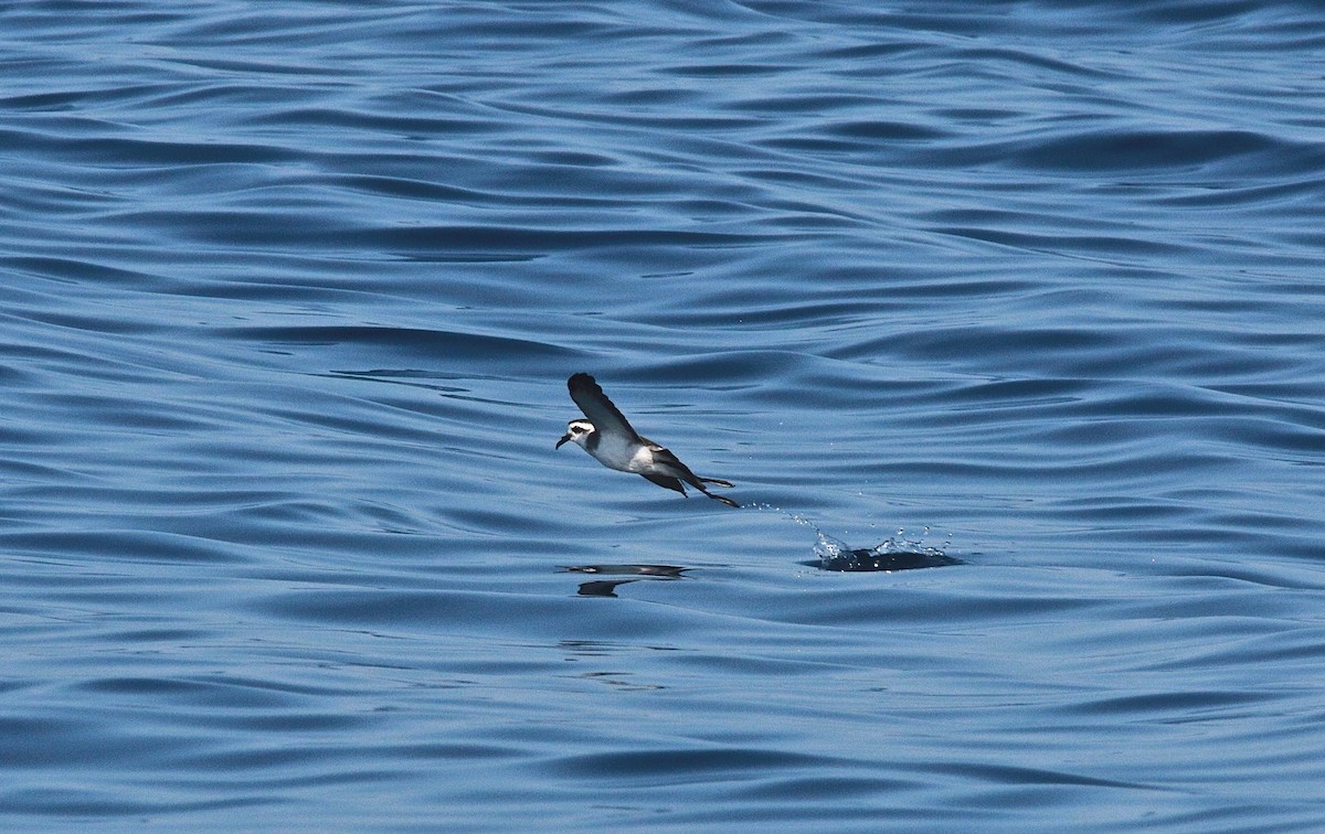 White-faced Storm-Petrel - ML341279731