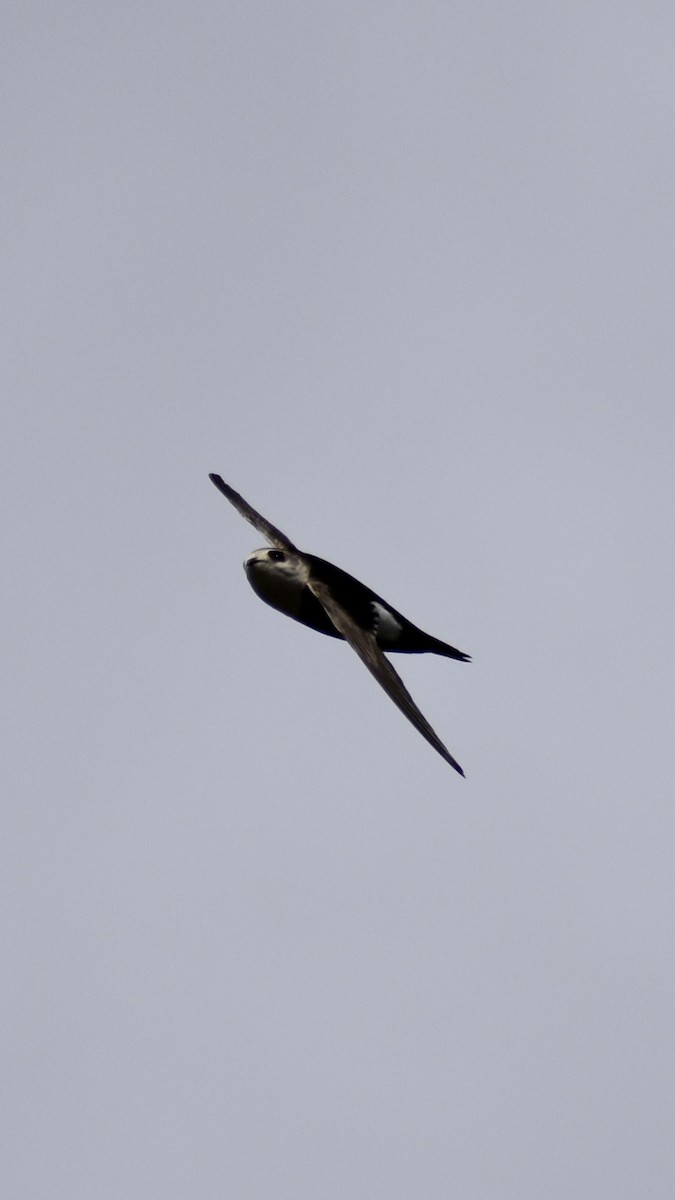 White-throated Swift - ML341280041