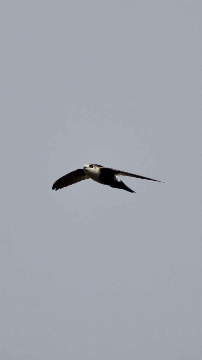 White-throated Swift - ML341280051