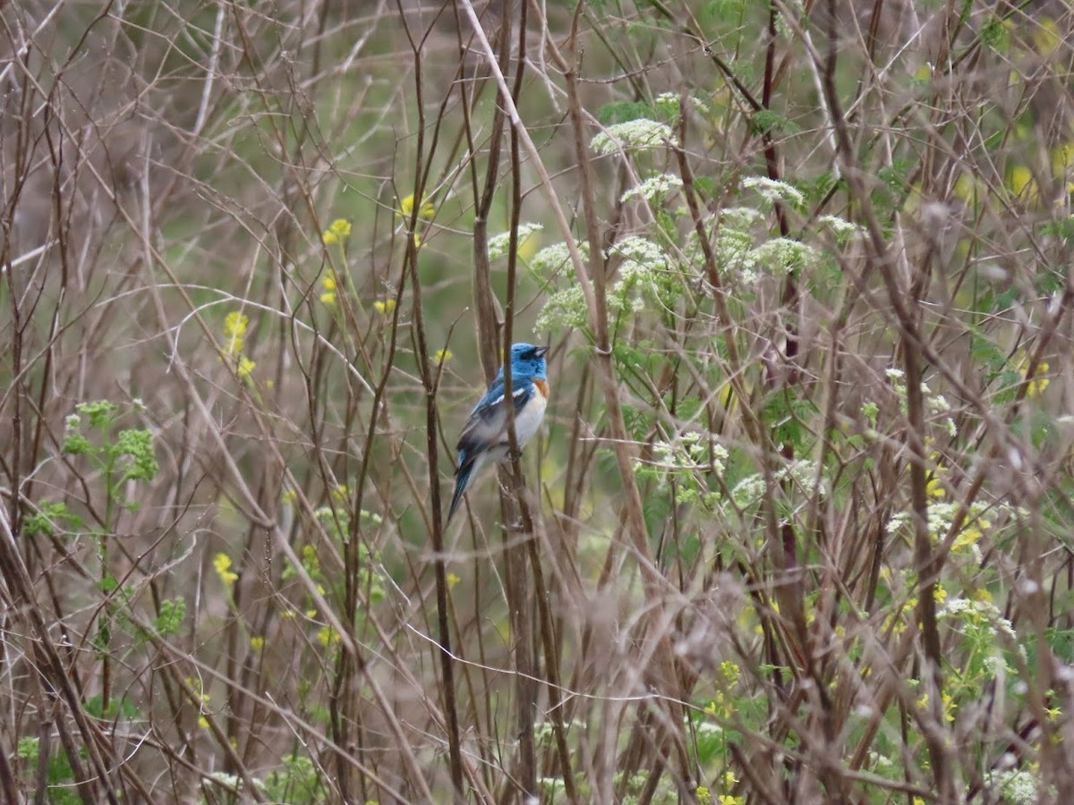 Lazuli Bunting - Long-eared Owl