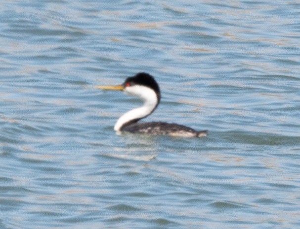 Western Grebe - Joe Kaplan