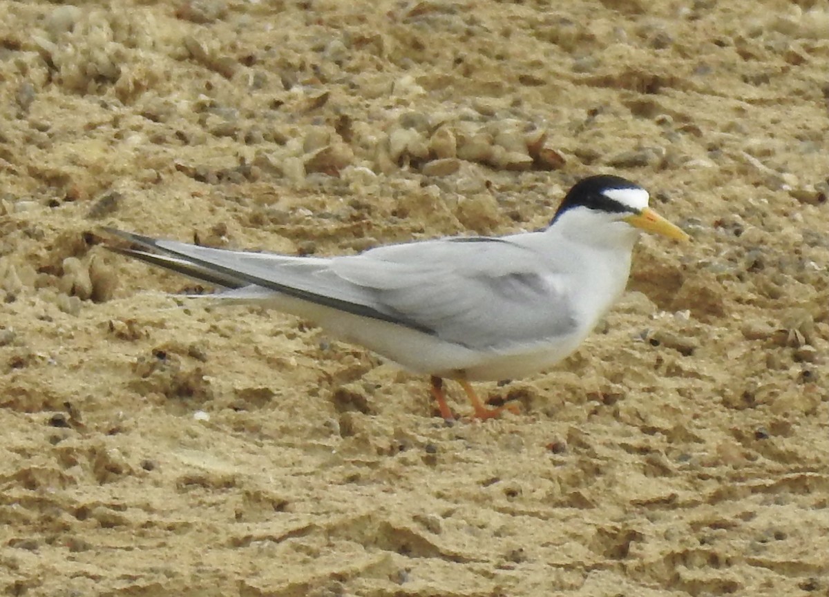 Least Tern - Gillian Kirkwood