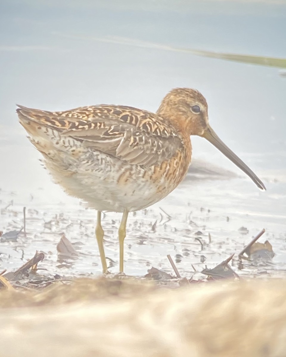 Short-billed Dowitcher - ML341283171