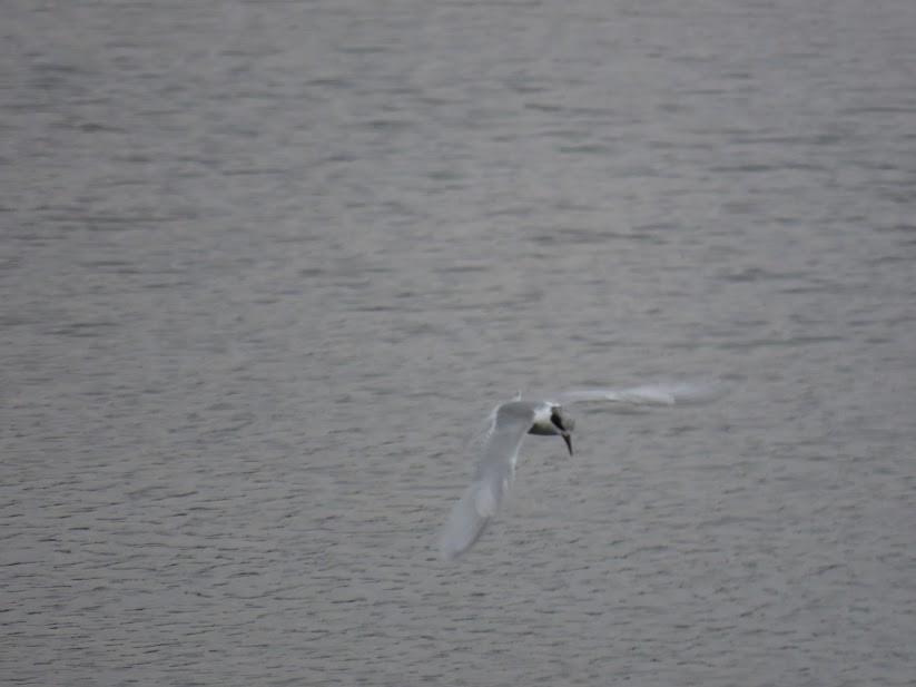 Forster's Tern - ML341285051