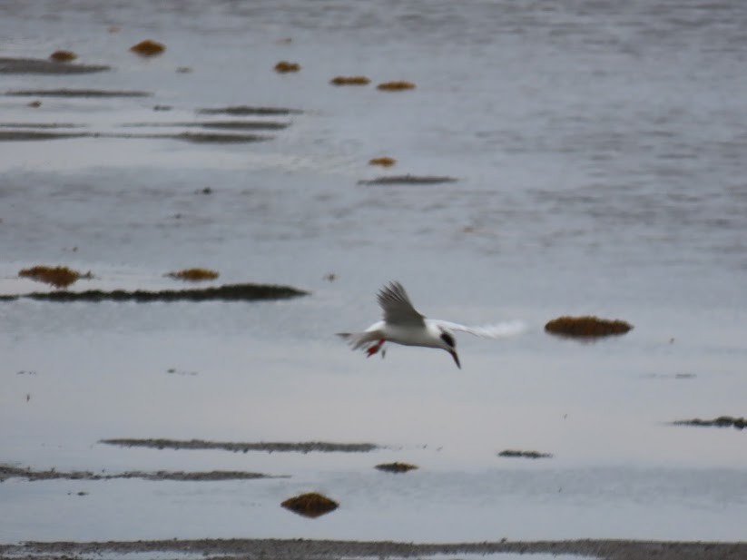 Forster's Tern - ML341285061