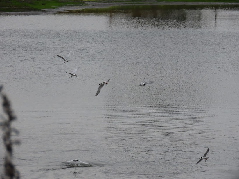 Forster's Tern - ML341285091