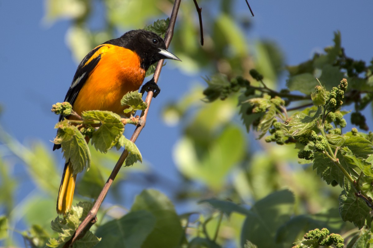Baltimore Oriole - ML341285941
