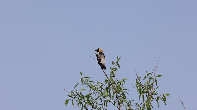 Bobolink - ML341291131