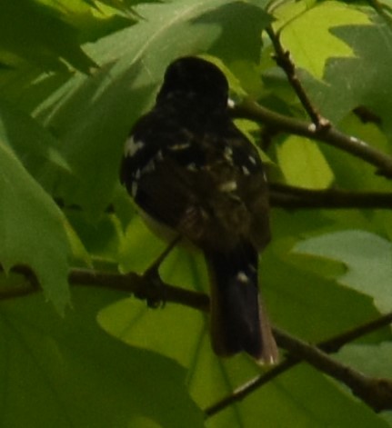 Rose-breasted Grosbeak - ML341291571