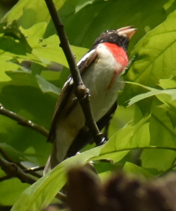 Rose-breasted Grosbeak - ML341291591