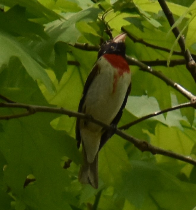 Cardinal à poitrine rose - ML341291611