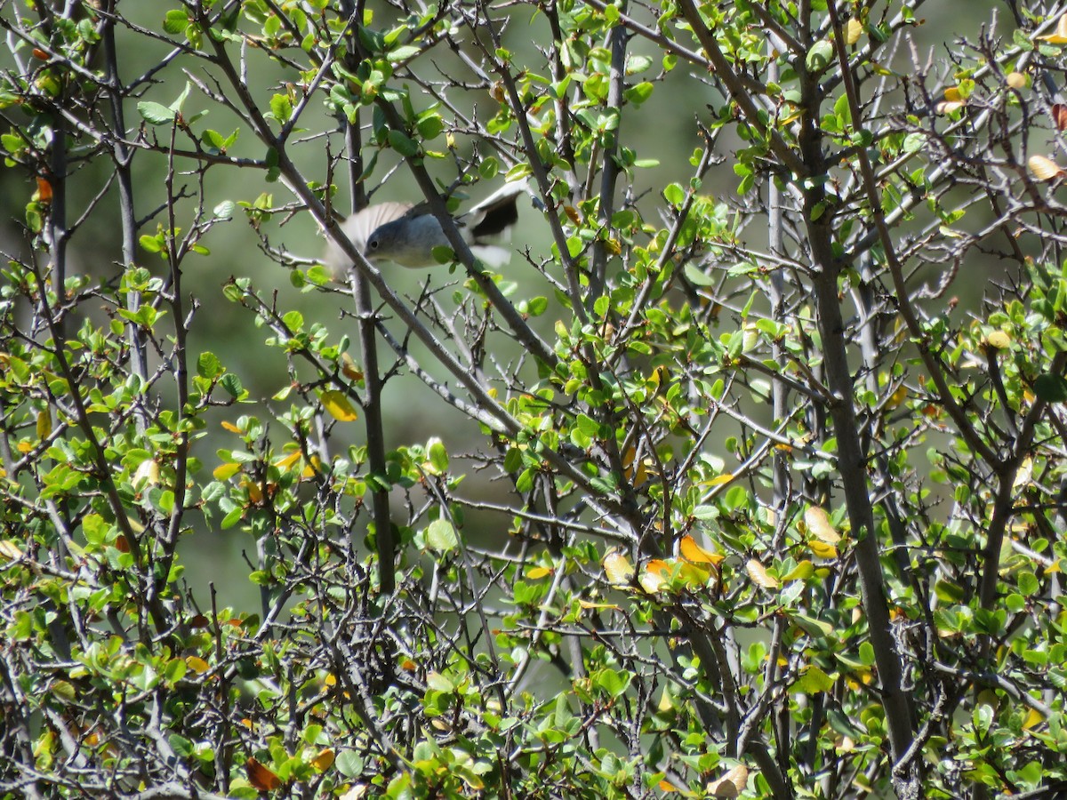 Blue-gray Gnatcatcher - Erica Rutherford/ John Colbert