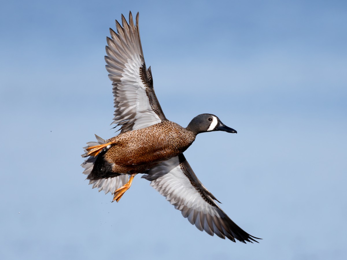 Blue-winged Teal - ML341293681