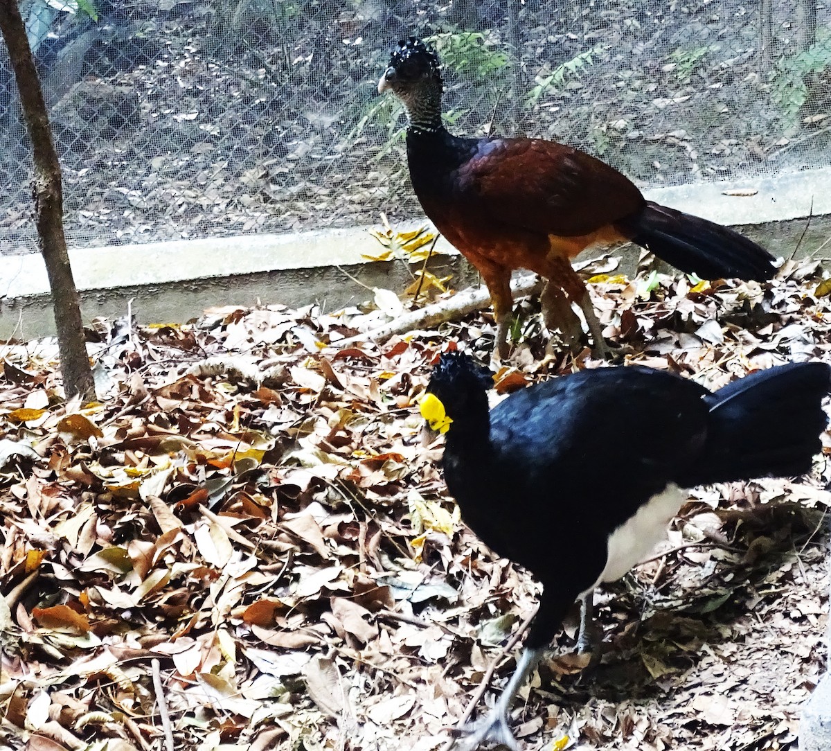 Great Curassow - Hector Ceballos-Lascurain