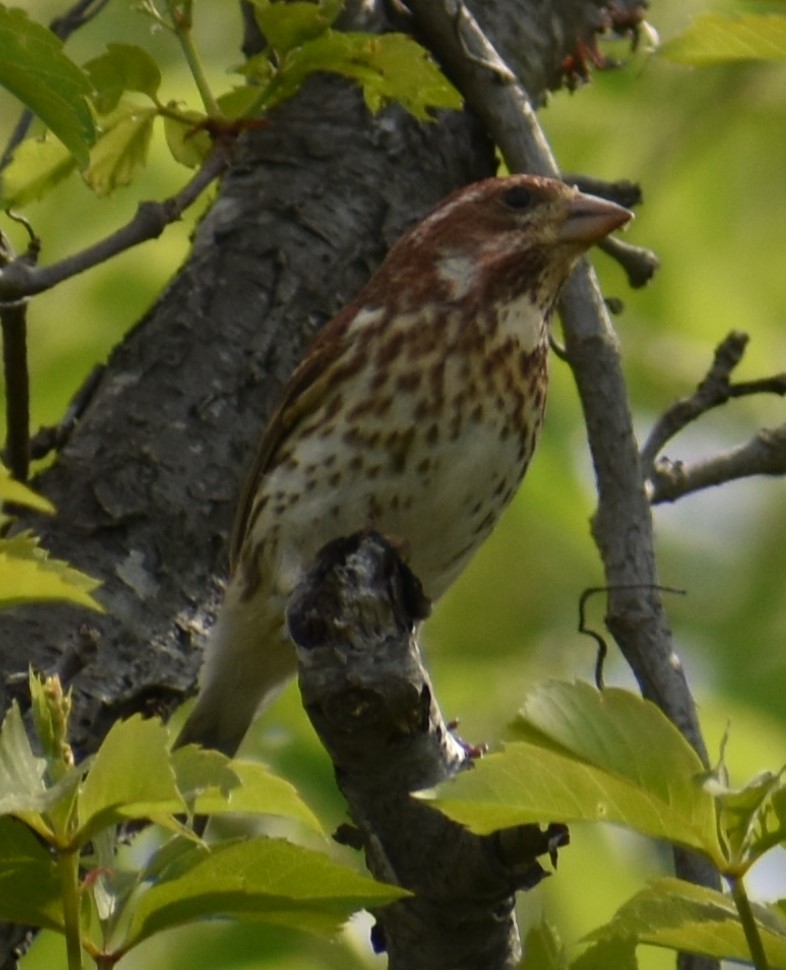 Rose-breasted Grosbeak - ML341294391