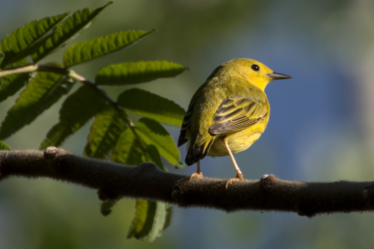 Northern Yellow Warbler - ML341294781