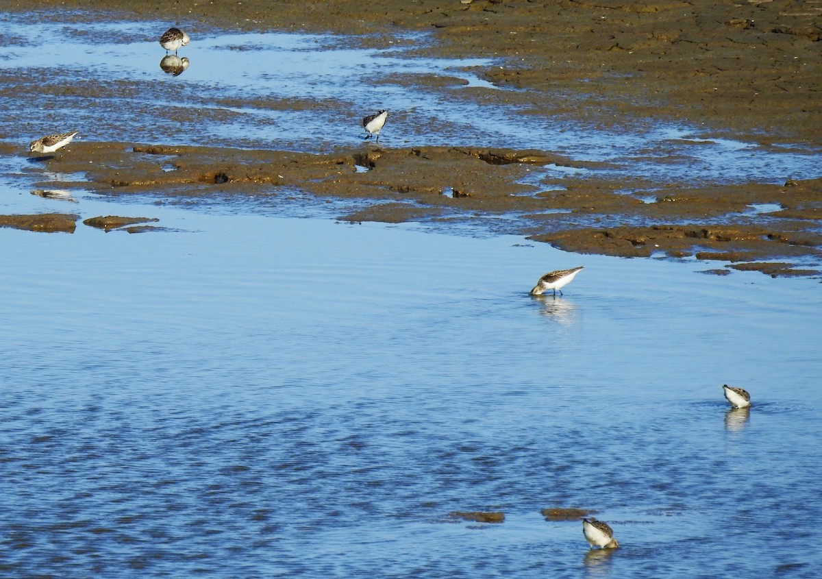 Calidris sp. (petit bécasseau sp.) - ML341295651