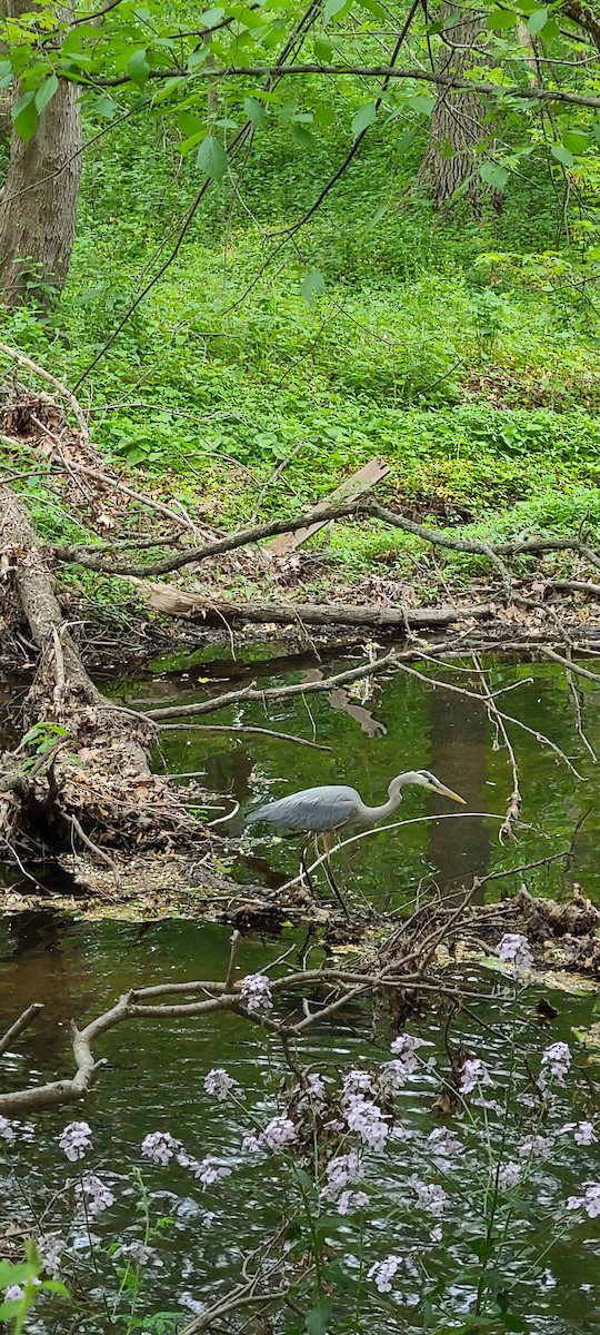 Great Blue Heron - ML341296581