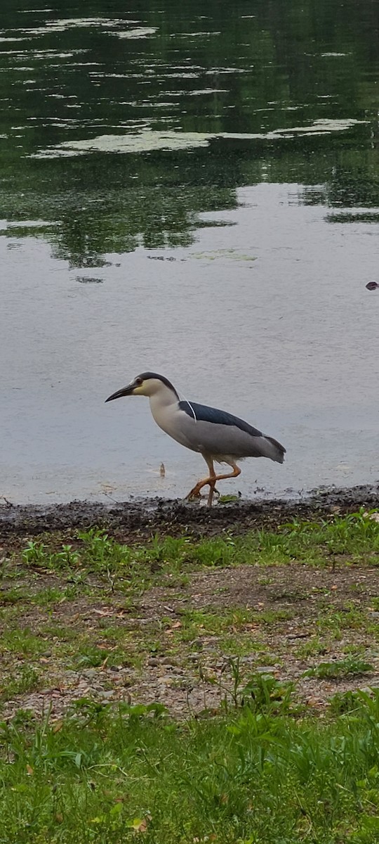 Black-crowned Night Heron - ML341296871