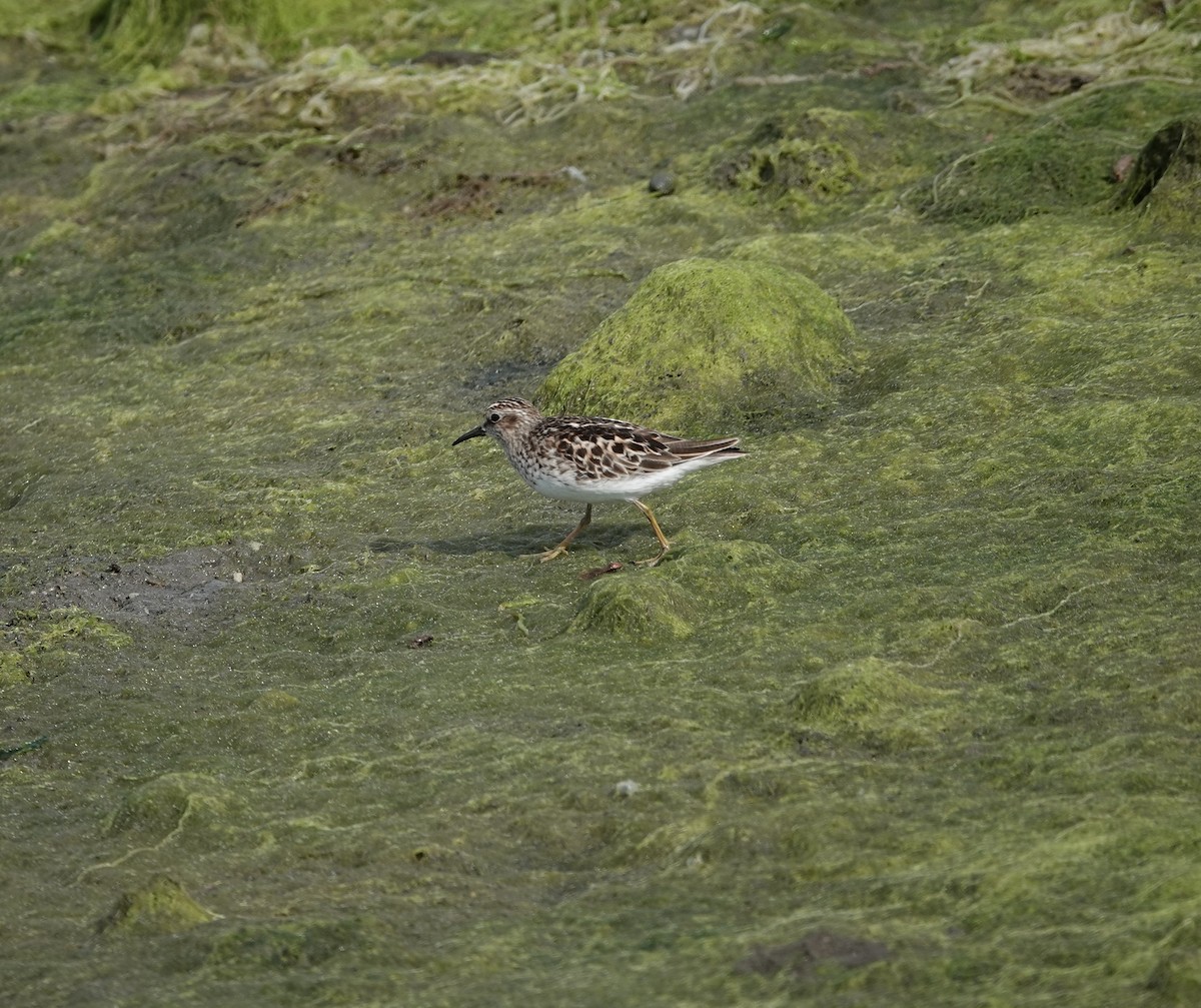 Least Sandpiper - ML341296911