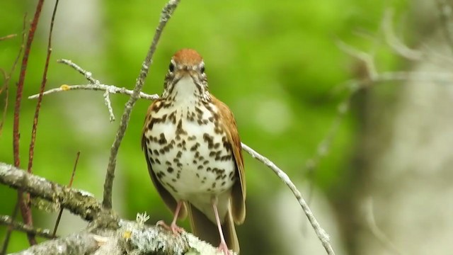 Wood Thrush - ML341297311