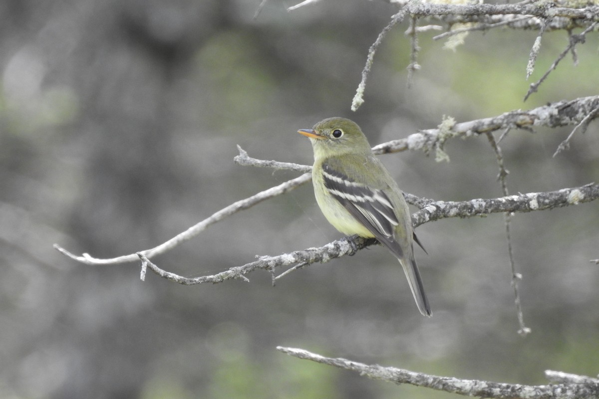 Yellow-bellied Flycatcher - ML341297441