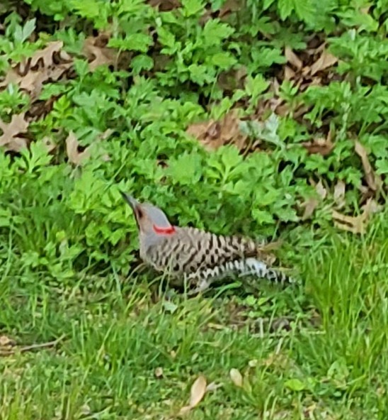 Northern Flicker - ML341299771