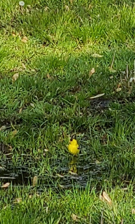 American Goldfinch - ML341299911