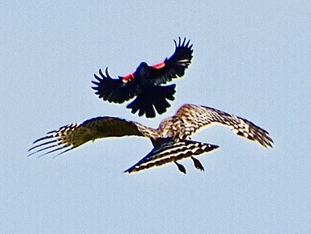 Red-shouldered Hawk - ML341300541