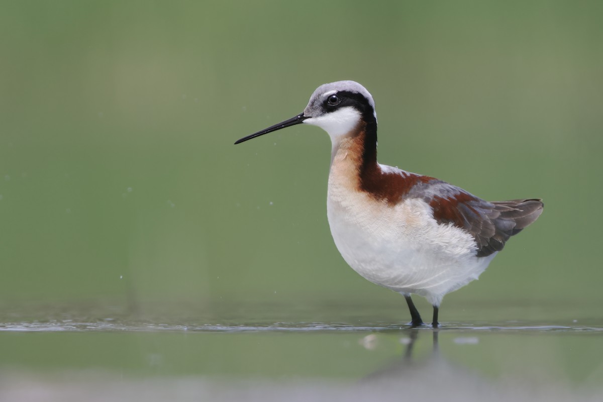 Wilson's Phalarope - Tony Dvorak