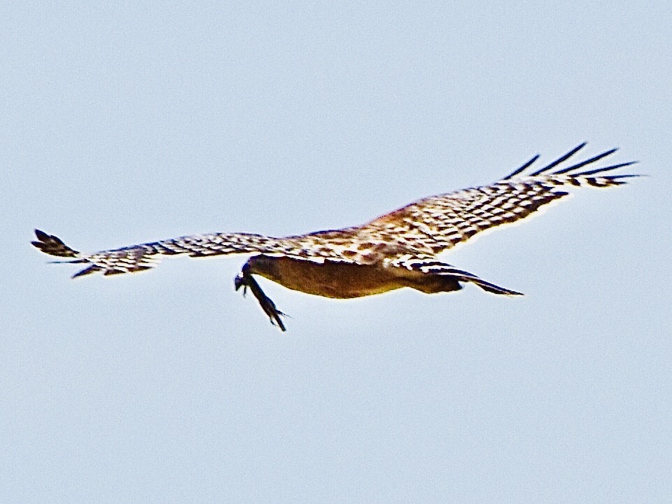Red-shouldered Hawk - ML341300891