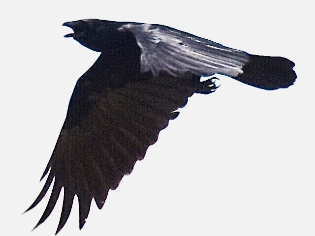 American Crow - ML341301271