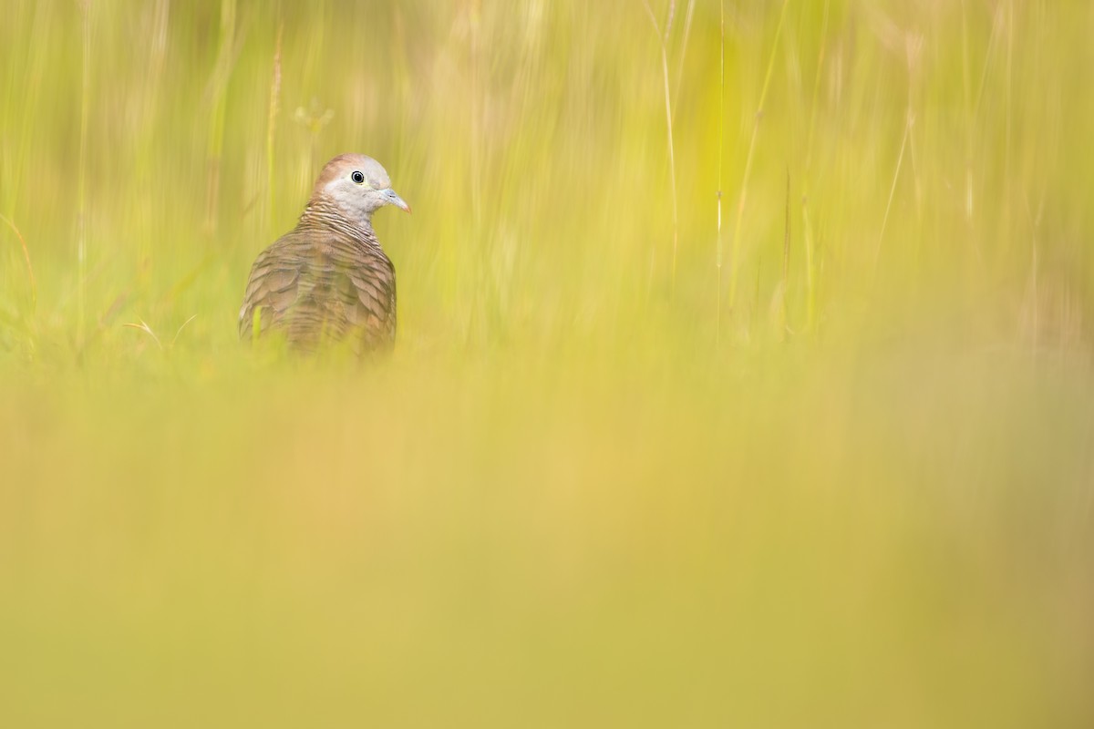 Zebra Dove - ML341301311