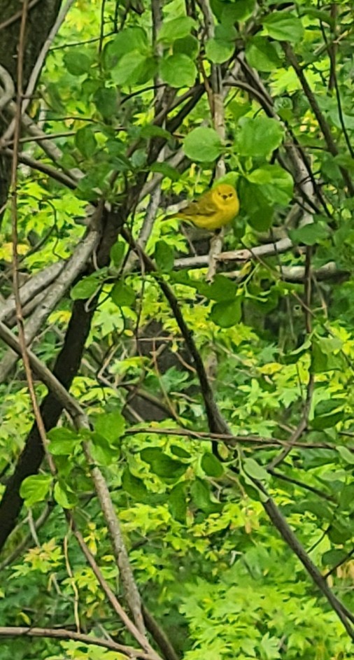 Yellow Warbler - ML341301361