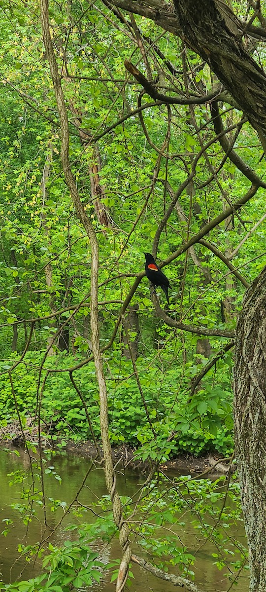 Red-winged Blackbird - ML341301711