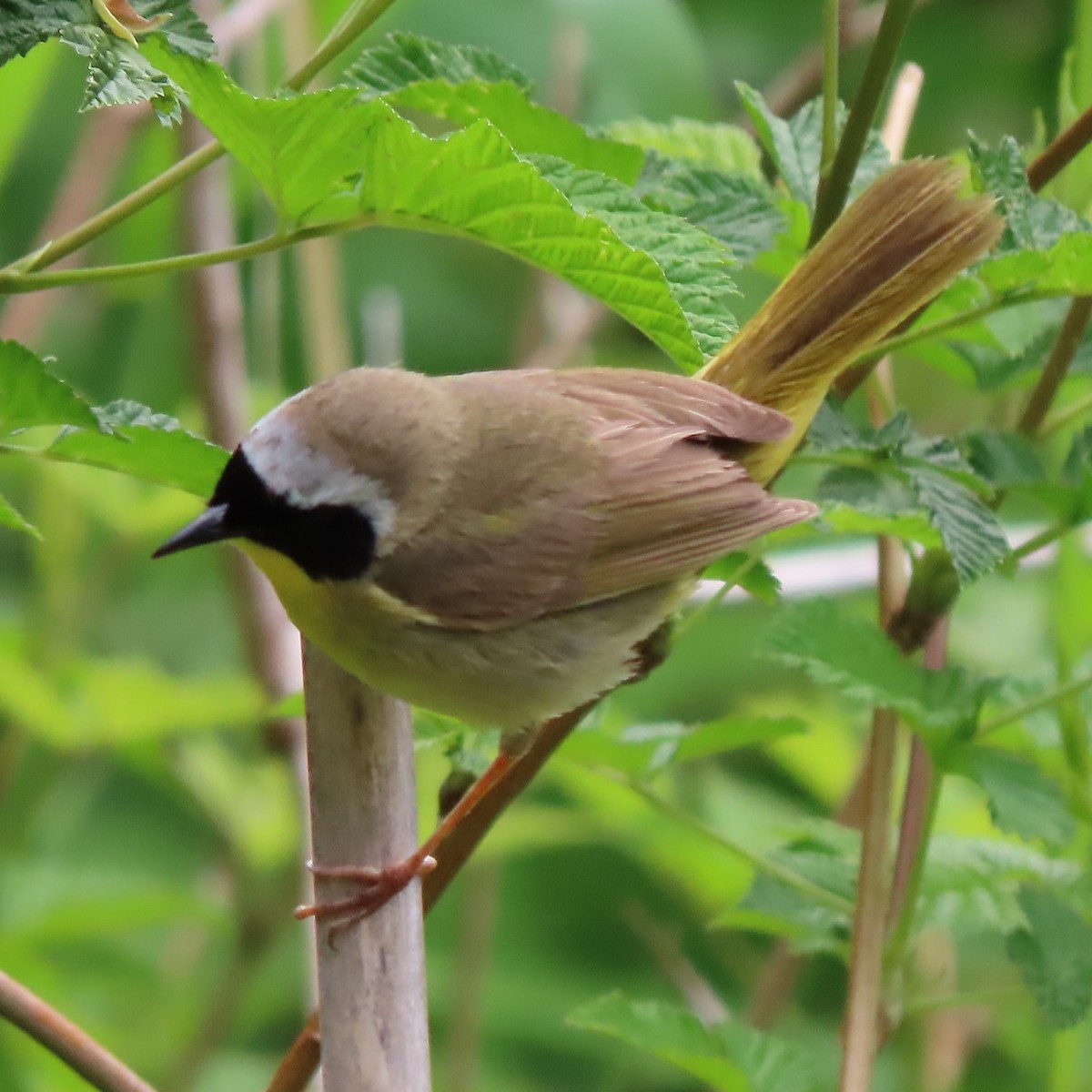 Common Yellowthroat - Emily Larson