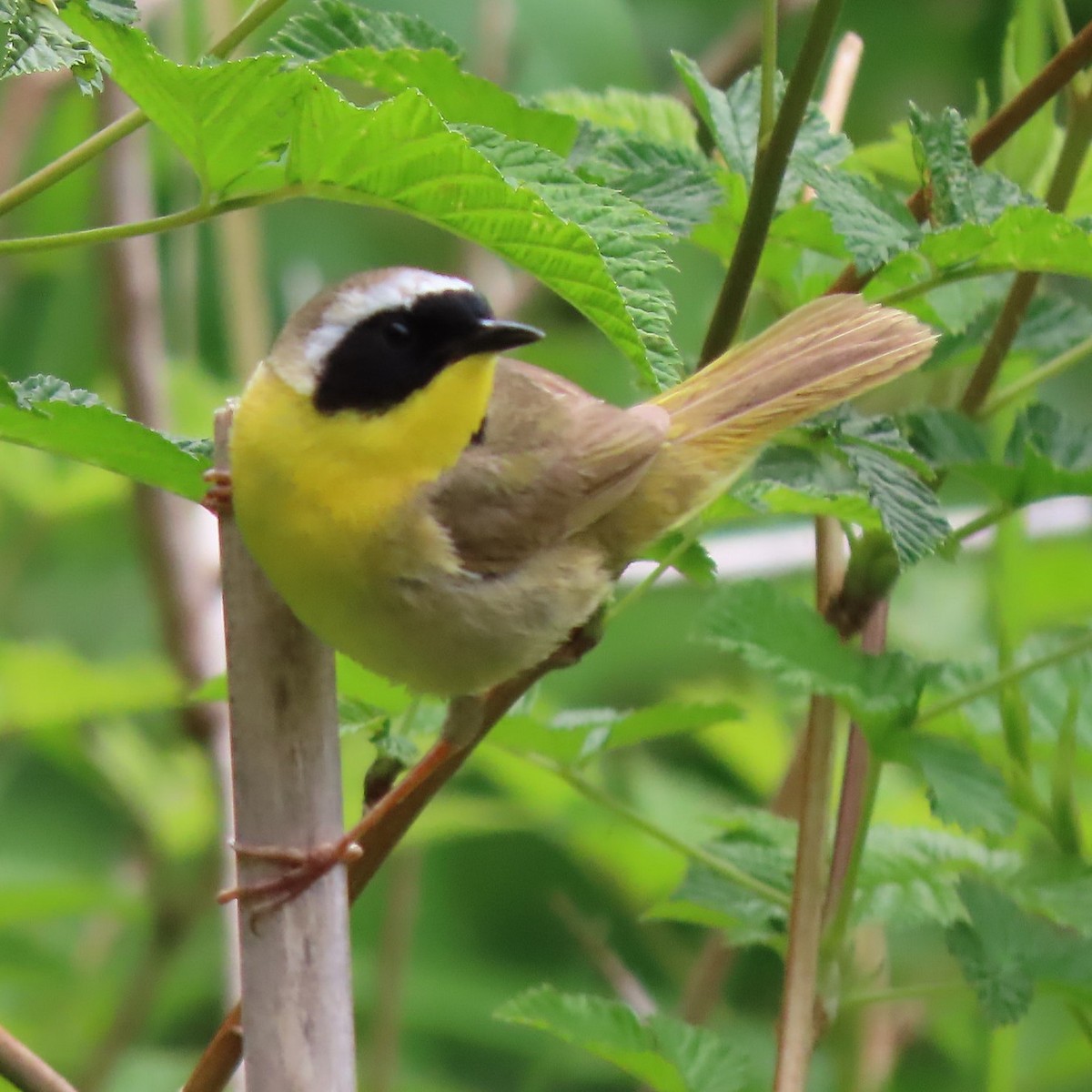 Common Yellowthroat - Emily Larson