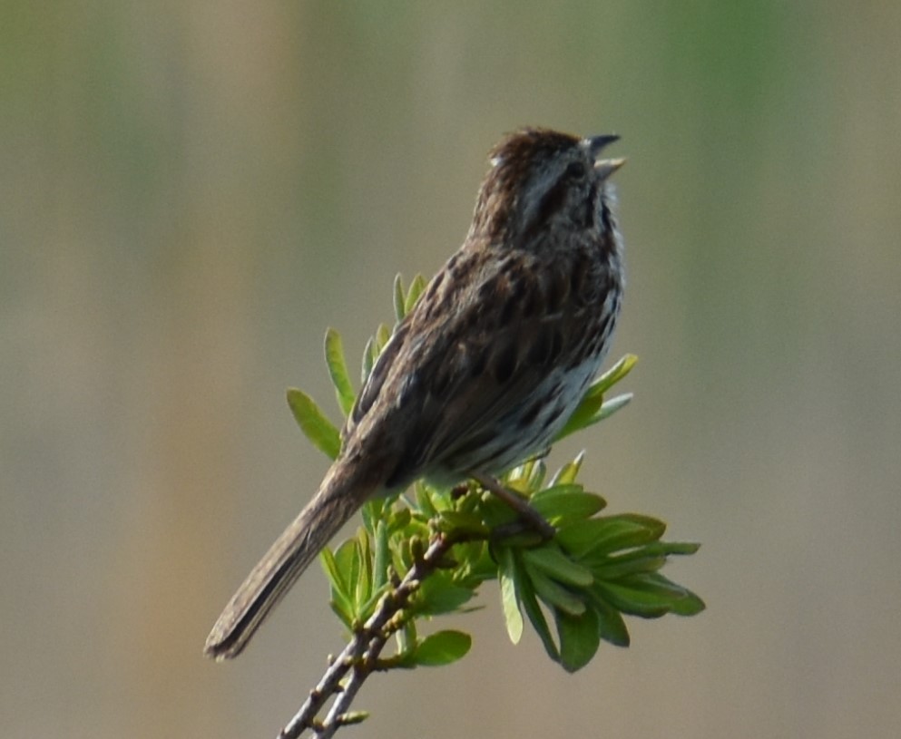 Song Sparrow - ML341304321