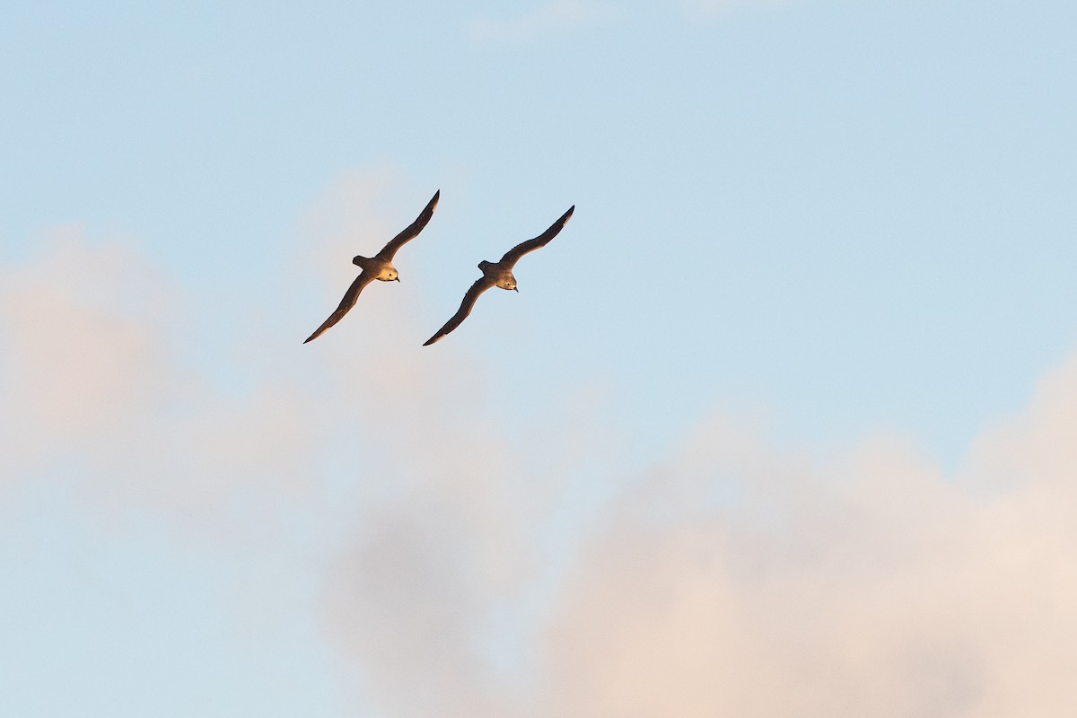 Kermadec Petrel - ML341305341