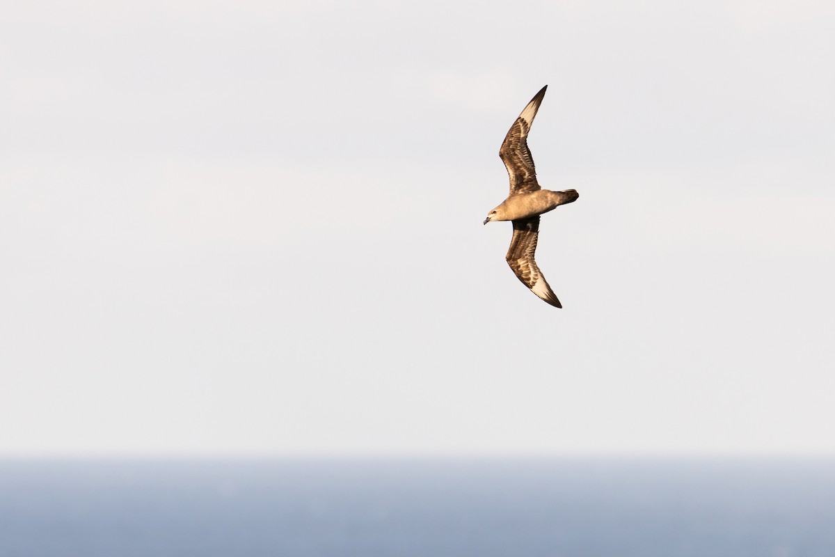 Kermadec Petrel - ML341305421