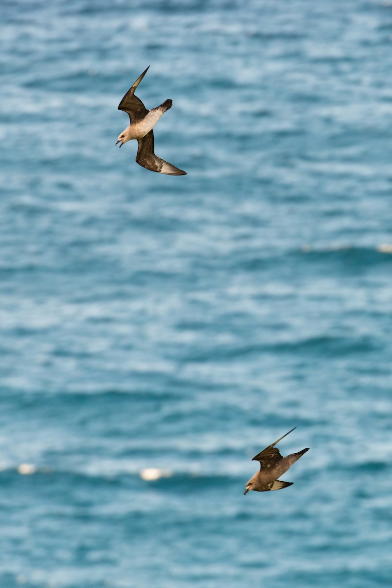 Kermadec Petrel - ML341305591