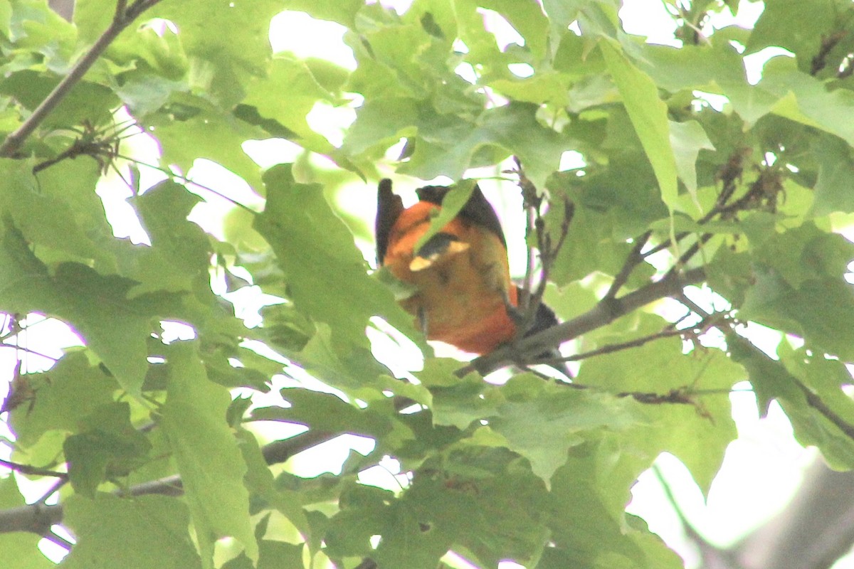 Baltimore Oriole - ML341306191