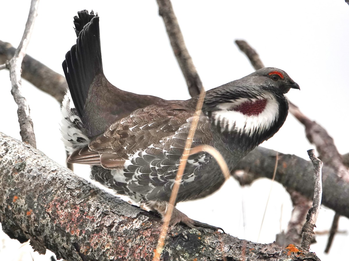 Dusky Grouse - ML341306541