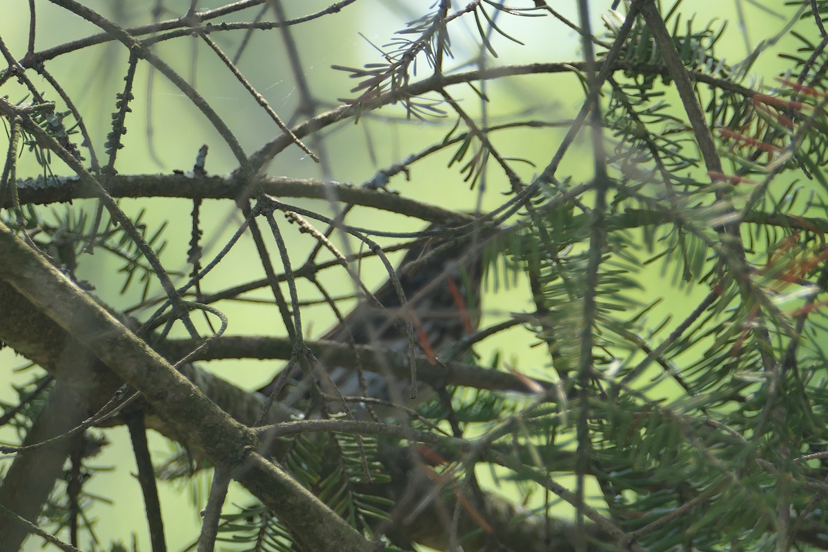 Purple Finch - ML341308491