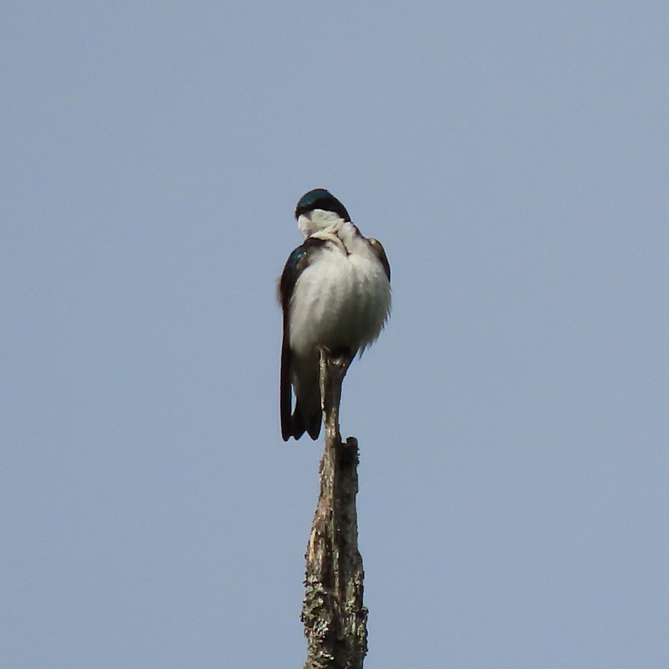 Tree Swallow - Emily Larson