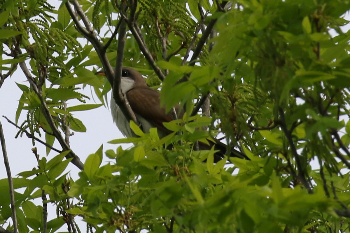 Yellow-billed Cuckoo - Francois Grenon