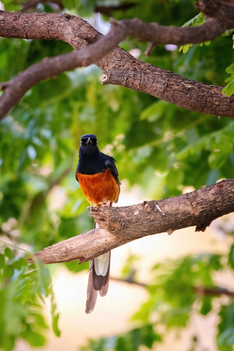 White-rumped Shama - ML341309371