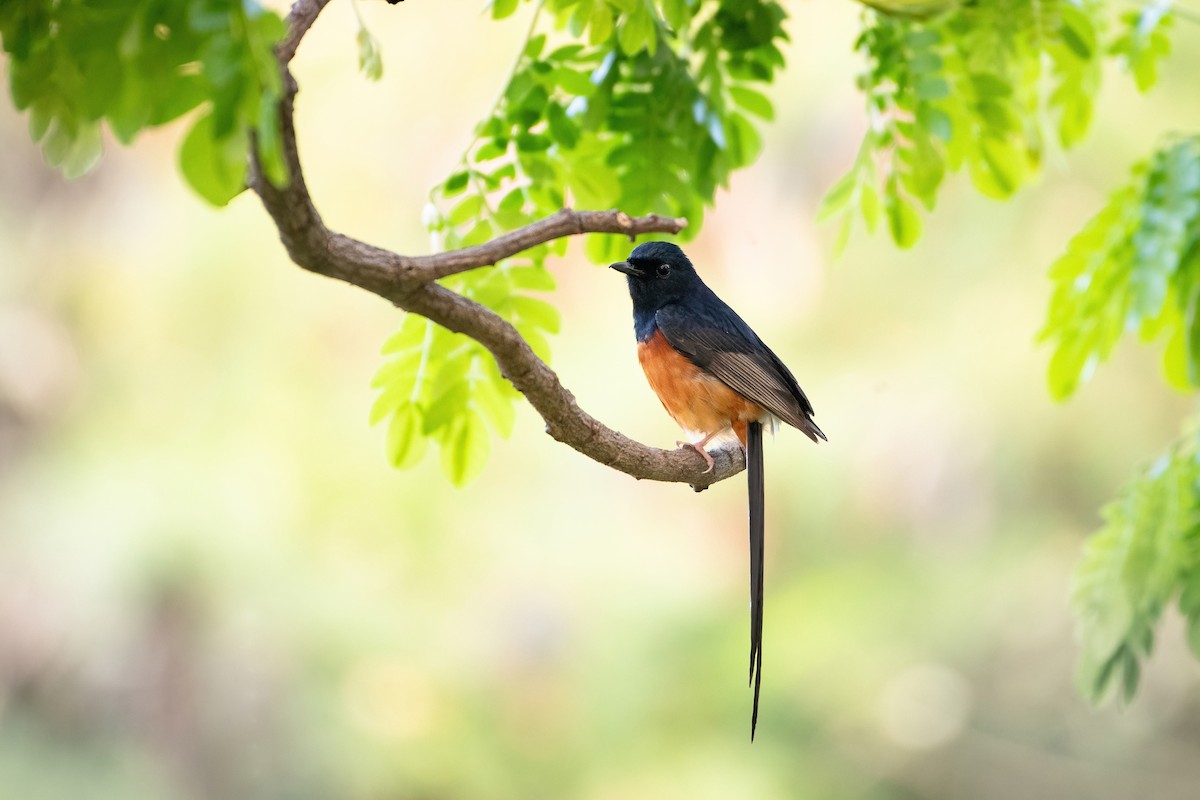 White-rumped Shama - Hallie Daly